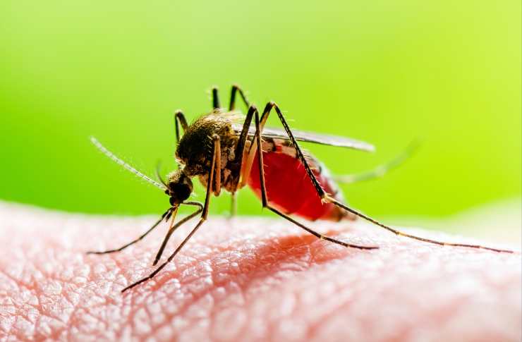 zanzare e pericoli
