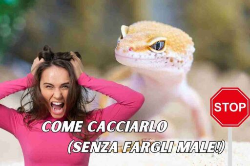 Basta geki in casa tua addio geko