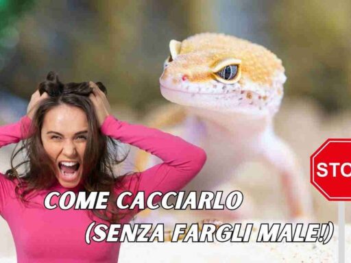 Basta geki in casa tua addio geko