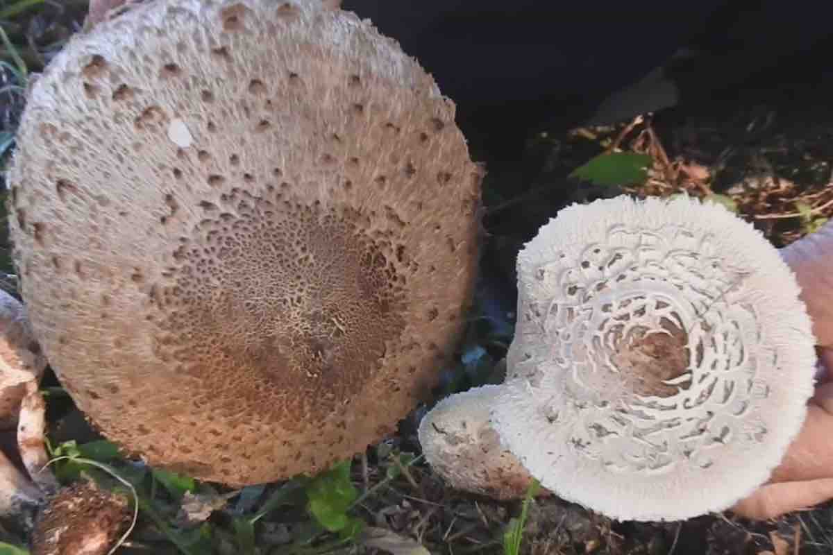 Fungo pericoloso attenzione falsa mazza tamburo