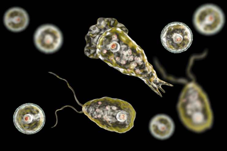 Ameba mangiacervello Naegleria fowleri pericolo