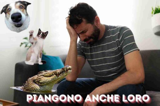 Lacrime animali pianto