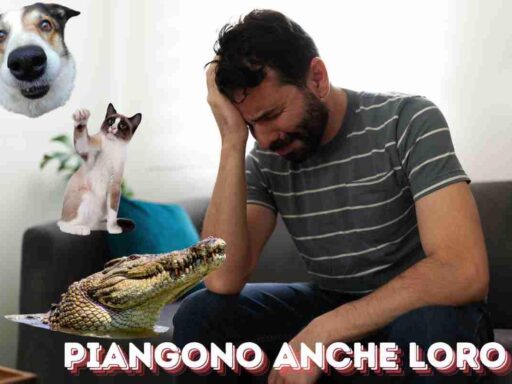 Lacrime animali pianto