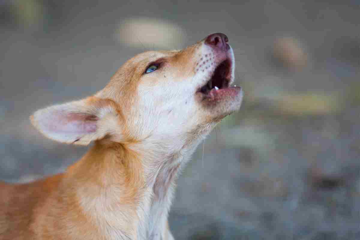 Cane lacrime pianto 