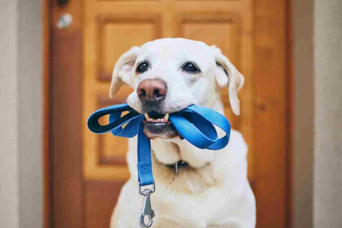 Cane tragedia treno