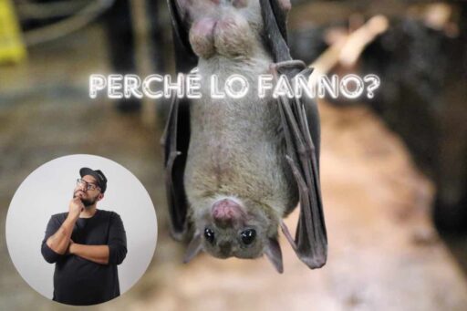 Pipistrello testa in giù