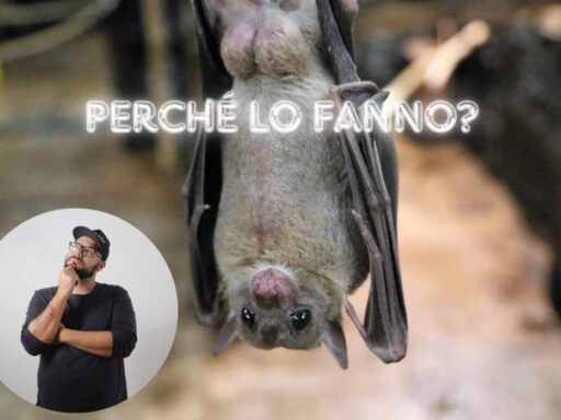 Pipistrello testa in giù