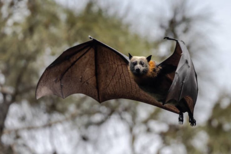 Pipistrello volo testa in giù